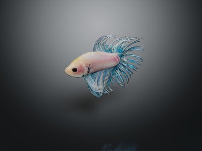 Modern Fish Freshwater Fish Phoenix Fish Sea Fish 3d model