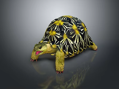 Vibrant Star Patterned Tortoise With Yellow Black Shell And Tongue Out On Gray Background 3d model