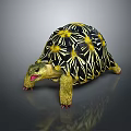 Vibrant Star Patterned Tortoise With Yellow Black Shell And Tongue Out On Gray Background