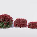Vibrant Red Leaf Round Shrubs in Various Sizes for Garden Landscaping