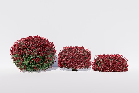 Modern Shrub Red-leaved Photinia bush ball hedgerow 3d model