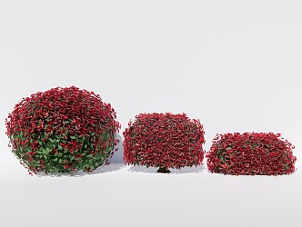 Modern Shrub Red-leaved Photinia bush ball hedgerow 3d model