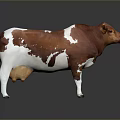 Brown And White Cow Standing On Reflective Surface With Gray Background