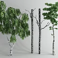 Different Types of Arbor Trees Featuring Trunks Branches and Green Foliage