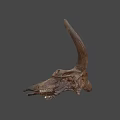 Animal Skull With Large Curved Horns Natural Brown Decorative