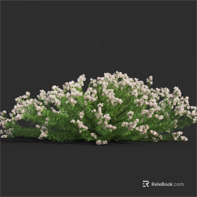 Lush Green Shrub With Plentiful White Blossoms And Dense Foliage 3d model 