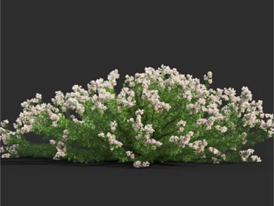 Lush Green Shrub With Plentiful White Blossoms And Dense Foliage 3d model