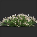 Lush Green Shrub With Plentiful White Blossoms And Dense Foliage