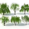 Six Willow Trees with Drooping Branches Lush Green Foliage Natural Growth