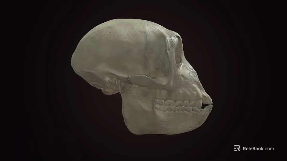 Detailed Human Skull Side View With Visible Teeth And Cranial Structure 3d model