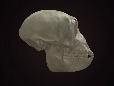 Detailed Human Skull Side View With Visible Teeth And Cranial Structure 3d model