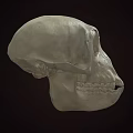 Detailed Human Skull Side View With Visible Teeth And Cranial Structure 3d model