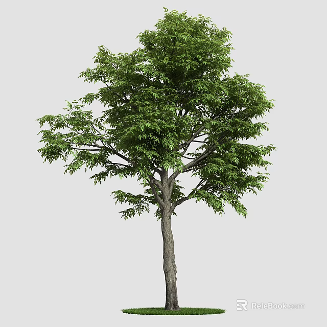 Lush Green Arbor with Sturdy Trunk and Dense Foliage in Natural Environment 3d model 