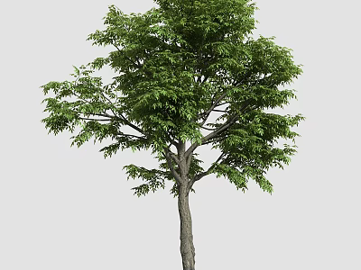 Lush Green Arbor with Sturdy Trunk and Dense Foliage in Natural Environment 3d model
