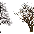 Multiple Leafless Trees With Various Branch Shapes Isolated On White Background