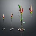 Four Unique Flower Buds with Red and White Petals on Green Stems and Decorative Bases