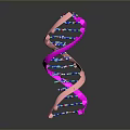 Colorful DNA Double Helix Molecular Model With Pink Strands And Blue Purple Nucleotides