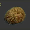 Vibrant Orange Aquatic Creature With Intricate Brain Like Patterns In Ocean Habitat