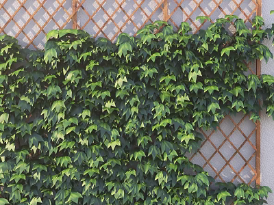 Lush Green Vines Covering Rustic Lattice Fence With Dense Foliage And Natural Growth 3d model