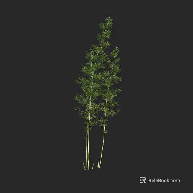 Tall Bamboo Plants With Slender Green Stems And Fresh Leaves Isolated On Dark Background 3d model 