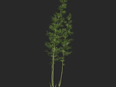 Tall Bamboo Plants With Slender Green Stems And Fresh Leaves Isolated On Dark Background 3d model