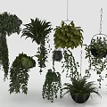 Various Types Of Decorative Hanging Green Plants With Trailing Leaves For Indoor Decor