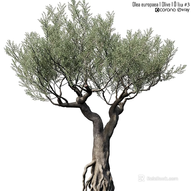 Ornamental Decorative Set Featuring Lifelike Olive Tree with Natural Trunk and Foliage 3d model 