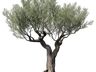 Ornamental Decorative Set Featuring Lifelike Olive Tree with Natural Trunk and Foliage 3d model