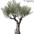 Ornamental Decorative Set Featuring Lifelike Olive Tree with Natural Trunk and Foliage