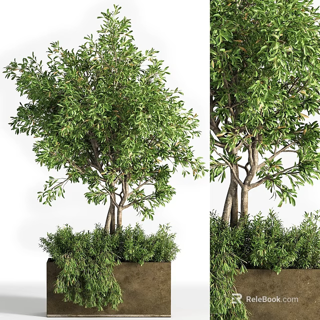 Bonsai Potted Plant With Lush Green Foliage And Multi Trunk Design In Decorative Planter 3d model 