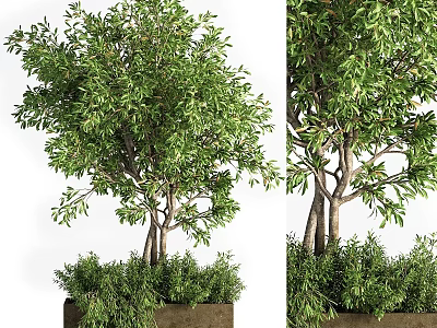 Bonsai Potted Plant With Lush Green Foliage And Multi Trunk Design In Decorative Planter 3d model