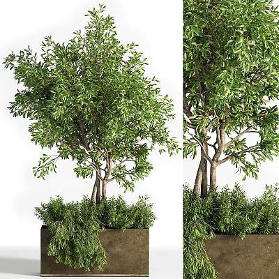 Bonsai Potted Plant With Lush Green Foliage And Multi Trunk Design In Decorative Planter 3d model