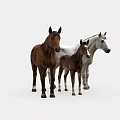 Three Horses Group Including Brown Adult Foal and White Mare Standing Together