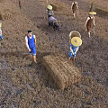 Farm Workers And Oxen Working In Agricultural Field With Straw Bales