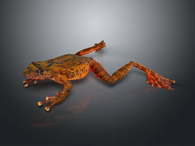 Orange and Brown Patterned Frog Stretched Out on Dark Background with Detailed Skin Texture 3d model