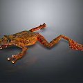 Orange and Brown Patterned Frog Stretched Out on Dark Background with Detailed Skin Texture
