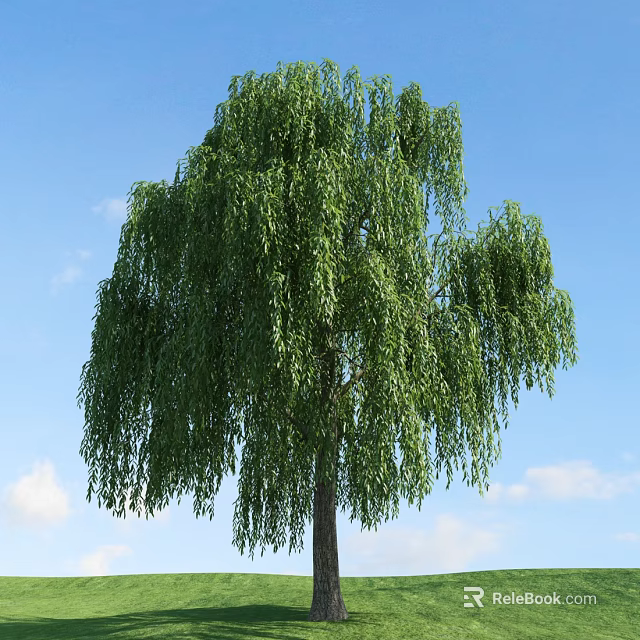 Weeping Willow Tree With Long Green Drooping Branches Under Clear Blue Sky With White Clouds 3d model 