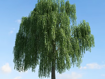 Weeping Willow Tree With Long Green Drooping Branches Under Clear Blue Sky With White Clouds 3d model