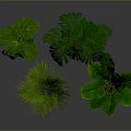 Green Indoor Plants with Various Large Leaf Types in Black Pots with White Decorative Patterns