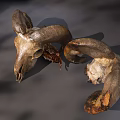 Medical Devices Anatomical Sheep Skull Models With Horns For Educational Use