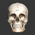 Detailed Educational Human Skull Model With Anatomical Markings And Reflected Surface