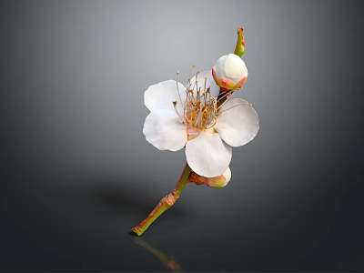 Blooming White Flower With Petals Stamens And Buds On Brown Branch Gray Background 3d model