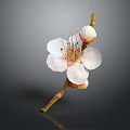 Blooming White Flower With Petals Stamens And Buds On Brown Branch Gray Background