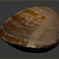 Shiny Orange And Brown Striped Clam Shell From Aquatic Animal On Dark Background