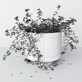Elegant Bonsai Potted Plant with Trailing Green Leaves in White Minimalist Pot on Gray Floor