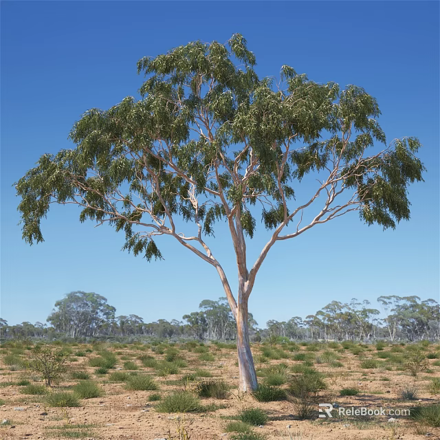 Tall Tree with White Trunk and Green Leaves Under Blue Sky in Natural Setting 3d model 