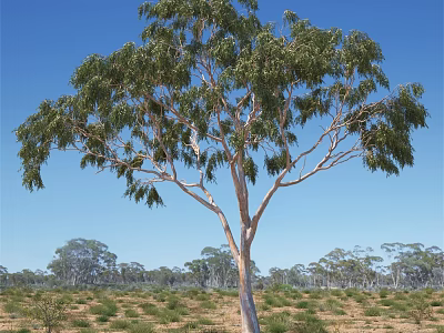 Tall Tree with White Trunk and Green Leaves Under Blue Sky in Natural Setting 3d model