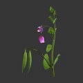 Fresh Pea Plant With Green Leaves Purple Flowers And Pea Pods