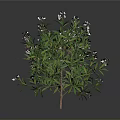Ornamental Plant With Green Leaves And White Small Flowers In Dark Background