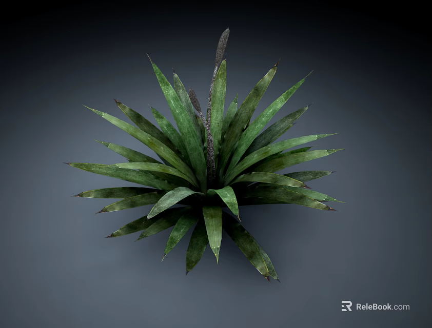 Green Succulent Plant with Radial Arrangement of Textured Leaves in 3D Rendered Form 3d model 